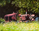 painting of a couple of old tractors on the edge of a flower filled meadow
